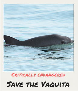 Photo of Vaquita